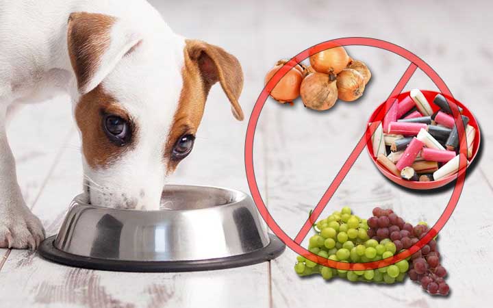 10 Surprising Foods That Can KILL Your Dog