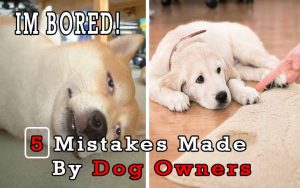 5 Mistakes Made By Dog Owners