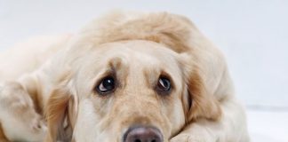 6 Natural Remedies for Dog Anxiety