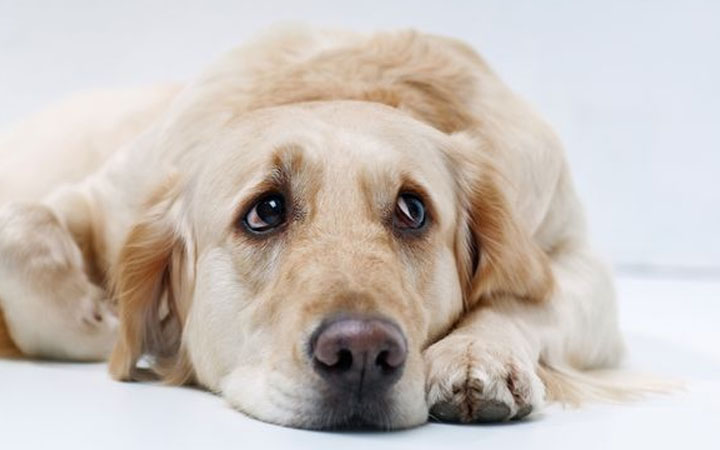 6 Natural Remedies for Dog Anxiety