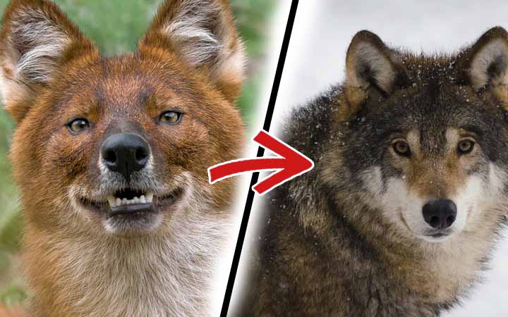 9 Most Beautiful Dog Breeds that Look like Wolves