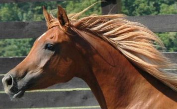 How to Get and Maintain an Amazing Mane of Your Horse