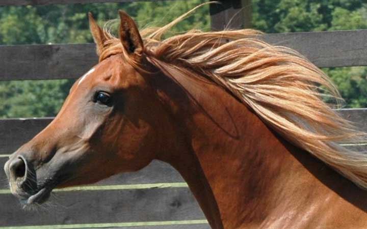 How to Get and Maintain an Amazing Mane of Your Horse