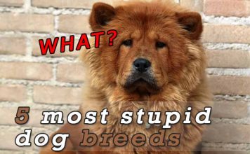 The 5 Least intelligent dog breeds1