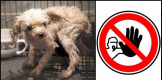 These 10 Shocking Things Done to Dogs Need to be Banned