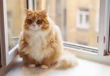 What Are the Risks of Cat Obesity