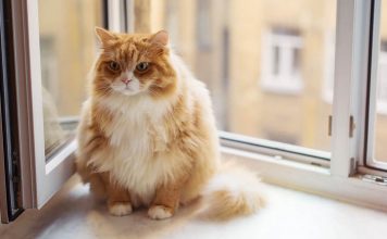 What Are the Risks of Cat Obesity