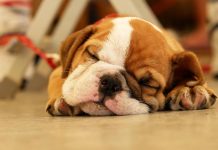 What are the Calmest Dog Breeds