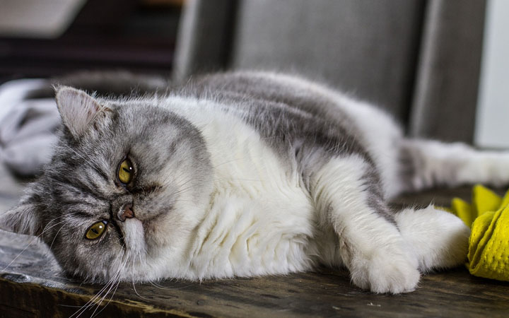What are the Health Risks of Cat Obesity