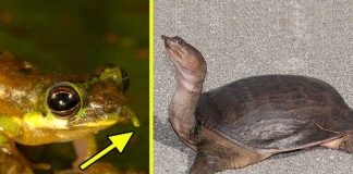 8 Strange Animals You Will Not Believe They Already Exist1