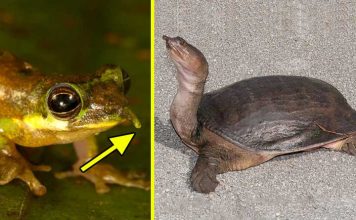 8 Strange Animals You Will Not Believe They Already Exist1
