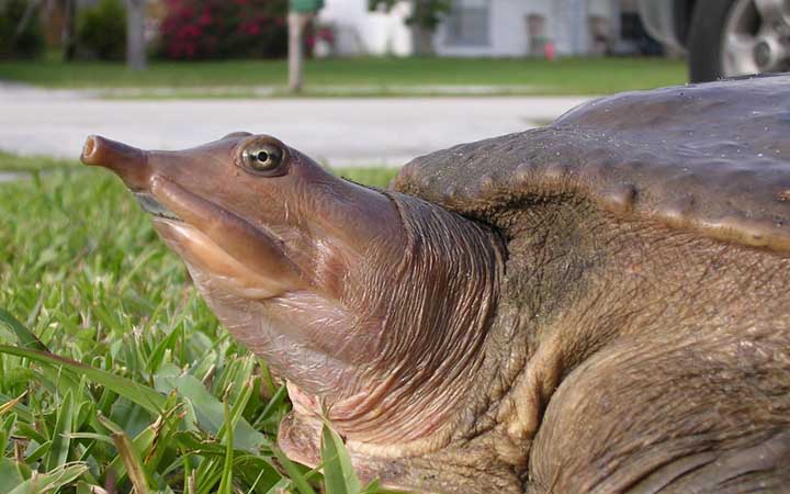 Chinese Soft-shell Turtle