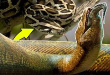 Meet the 5 Largest Snakes in the World