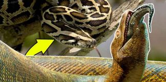 Meet the 5 Largest Snakes in the World