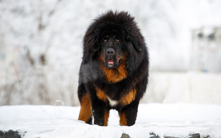 Meet the Biggest and the Priciest Guard Dog in The World.