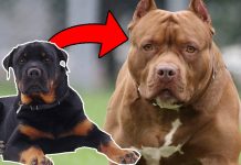 The 10 Most Ferocious Dog Breeds In the World