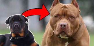 The 10 Most Ferocious Dog Breeds In the World