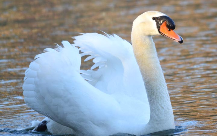 The Mute Swan