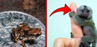 Top 10 Super Tiny Animals in the World You Won’t Believe they Exist