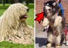 Top 5 Enormous Guard Dog Breeds You Wish You Could Own