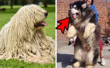 Top 5 Enormous Guard Dog Breeds You Wish You Could Own