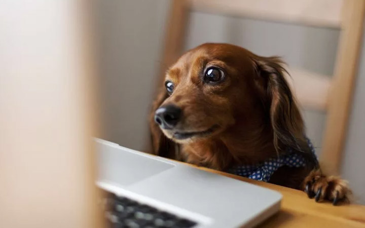 10 Ways Your Pooch Is Smarter Than You Think