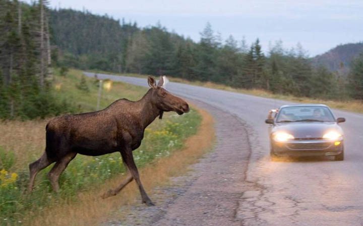Meeting A Moose Or A Boar While Driving