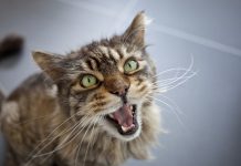 This Is Why Your Cat keeps Meowing At You All The Time