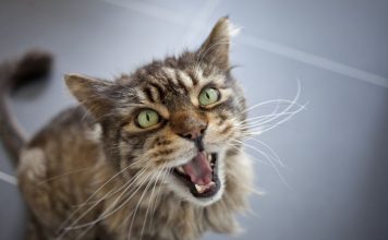 This Is Why Your Cat keeps Meowing At You All The Time