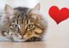 10 Cute And Lovely Ways Your Cat Says I Love You