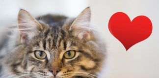 10 Cute And Lovely Ways Your Cat Says I Love You