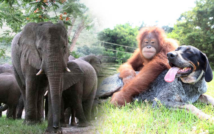10 Heart-Melting Stories That Will Make You Love Animals More