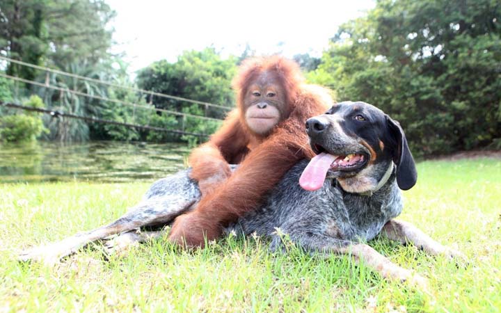 The Orangutan And The Dog